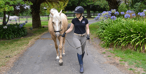 What are the stages of training a young horse from ground work to riding?