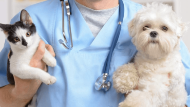 Veterinary Care in Pet Wellness