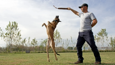 Protection Dog Training Techniques: How Experts Prepare Your Dog to Protect You