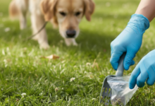 How Regular Pet Waste Removal Services Improve Community Health