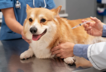 How Pet Vaccinations Keep Your Furry Friends Healthy and Safe