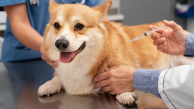 How Pet Vaccinations Keep Your Furry Friends Healthy and Safe