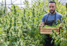 Green Horizons of Modern Cannabis Marketing