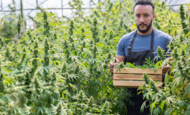 Green Horizons of Modern Cannabis Marketing